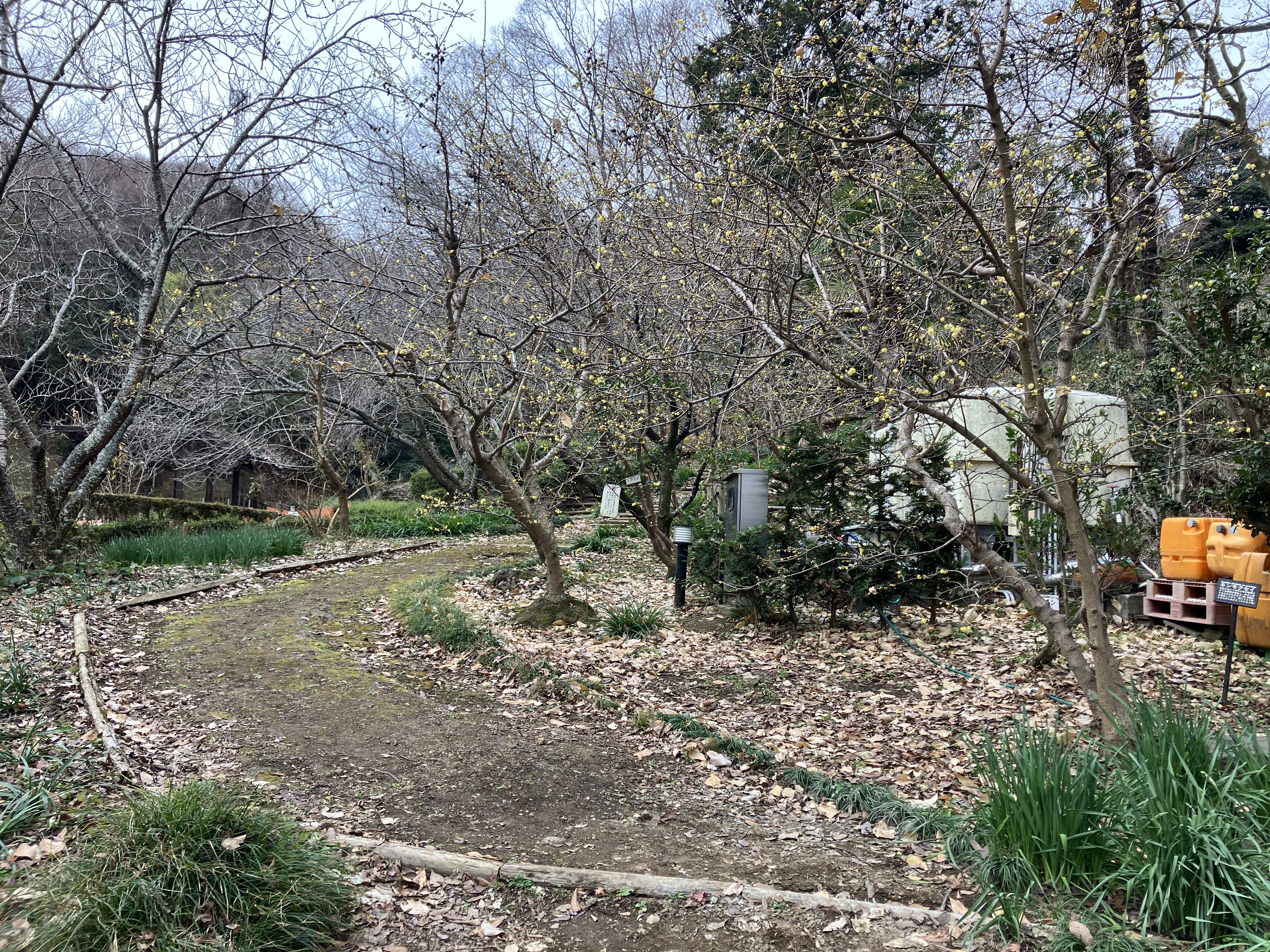 せせらぎ公園ロウバイ1