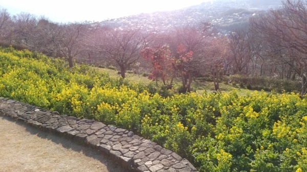 吾妻山公園菜の花10