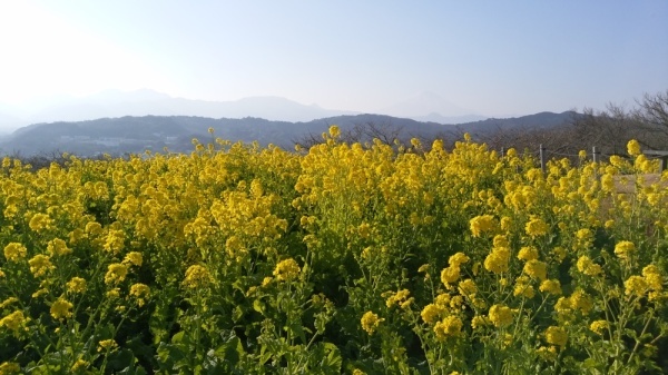 吾妻山公園菜の花11