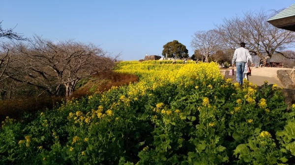 吾妻山公園菜の花12