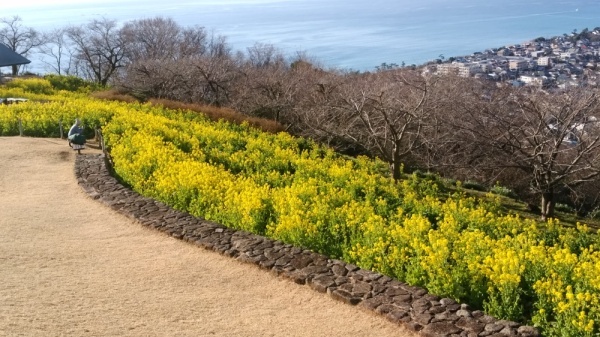 吾妻山公園菜の花7