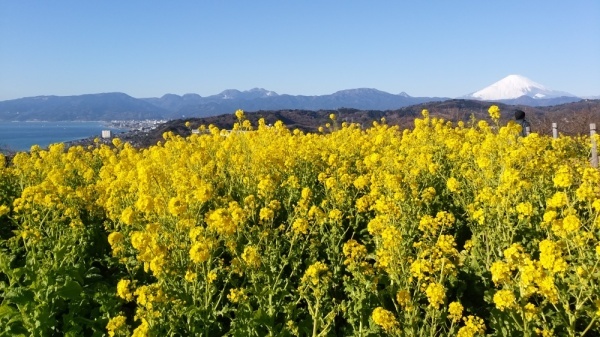 吾妻山公園菜の花8