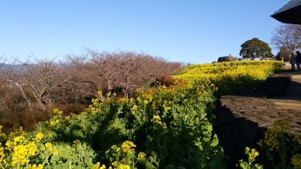 吾妻山公園菜の花9