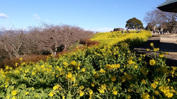 吾妻山公園菜の花4