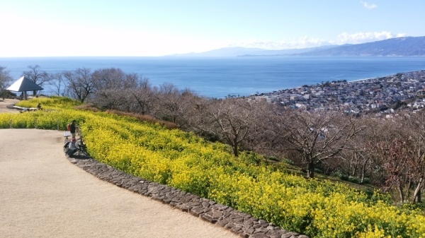 吾妻山公園菜の花6