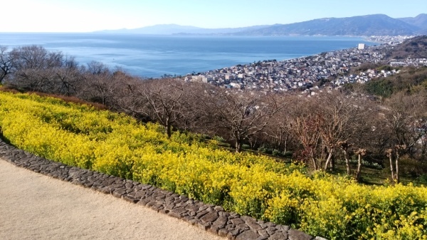 吾妻山公園菜の花