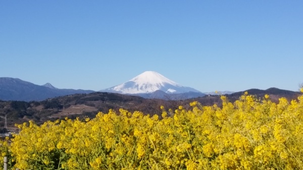 吾妻山公園菜の花2