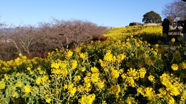 吾妻山公園菜の花3