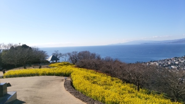 吾妻山公園菜の花5