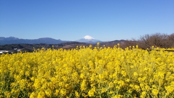 吾妻山公園菜の花6