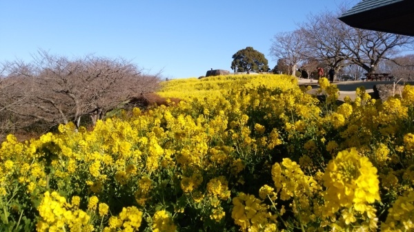 吾妻山公園菜の花7