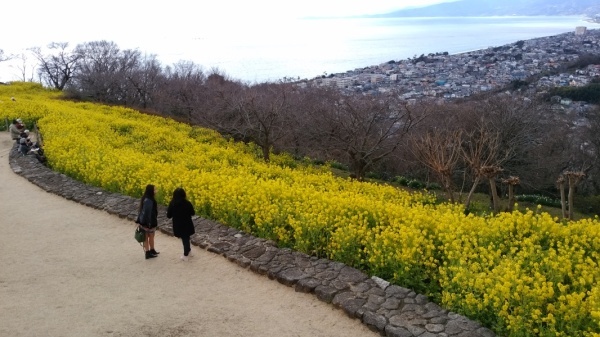 吾妻山公園菜の花