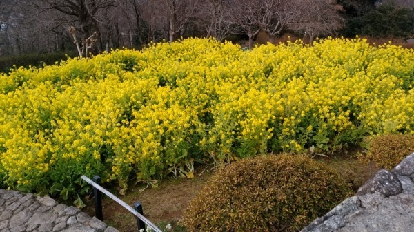 吾妻山公園菜の花2