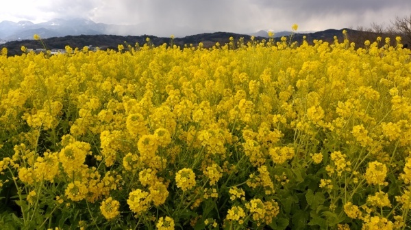 吾妻山公園菜の花3