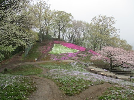 芝桜21