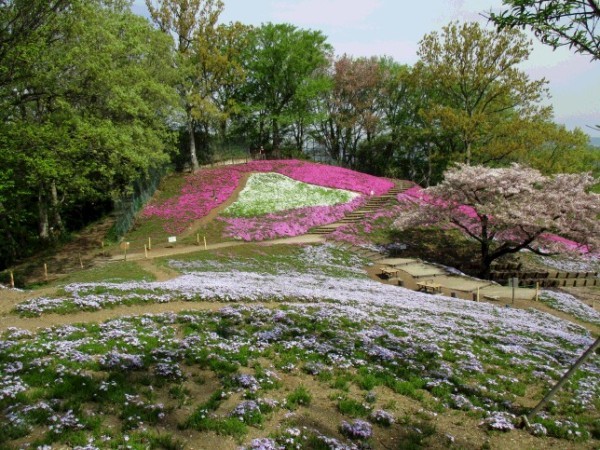 芝桜71