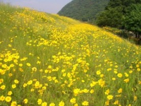 オオキンケイギクの写真