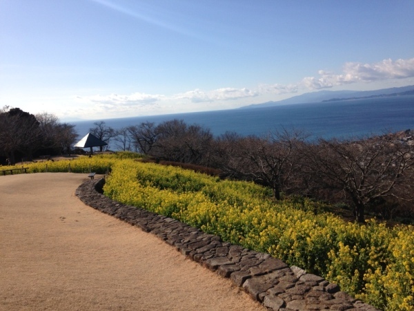 吾妻山菜の花7