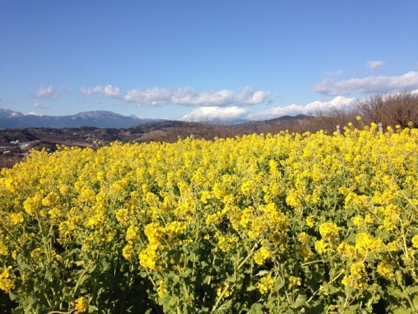 吾妻山菜の花8