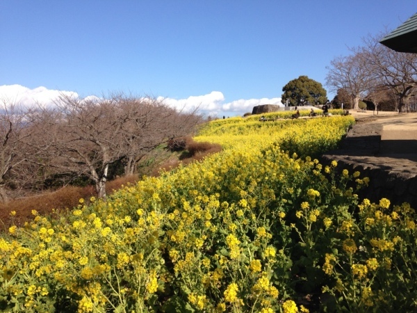 吾妻山菜の花9