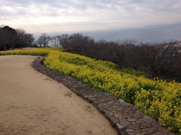 吾妻山菜の花4