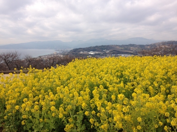 吾妻山菜の花6