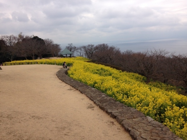 吾妻山菜の花1