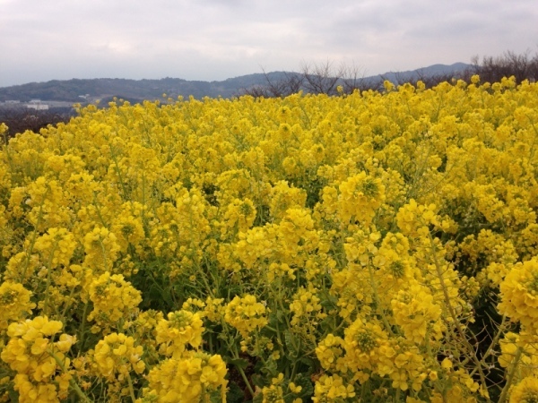 吾妻山菜の花2