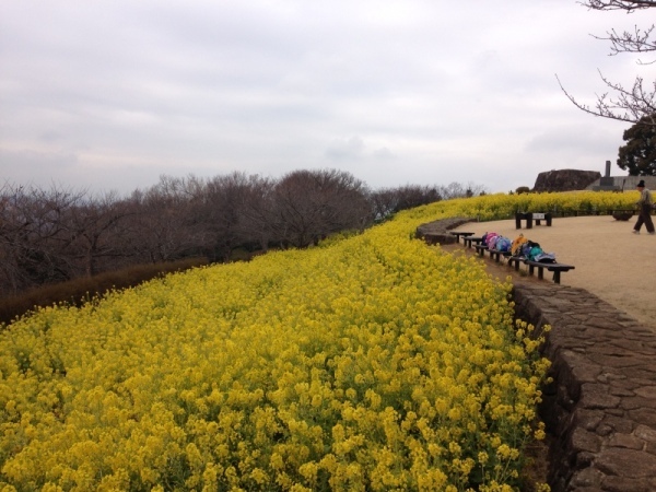 吾妻山菜の花3