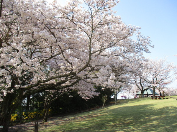 吾妻桜3