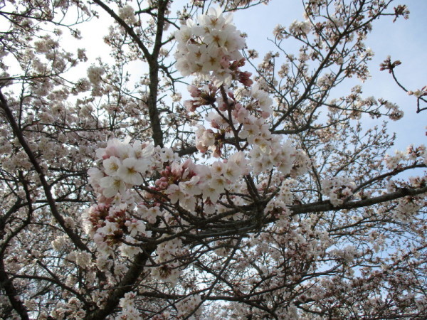 吾妻山桜1