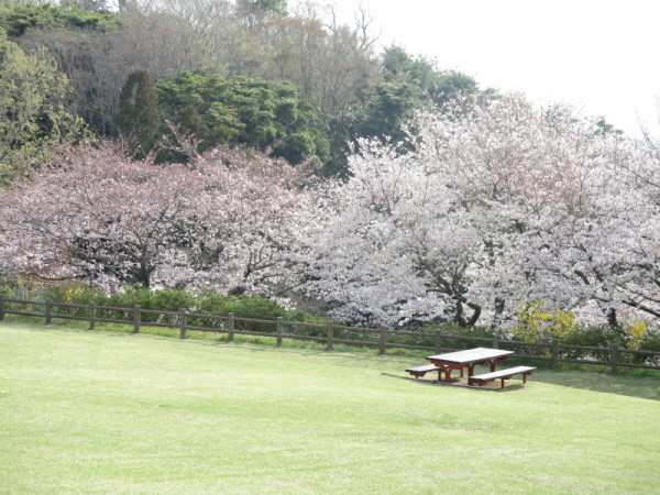 吾妻山桜2