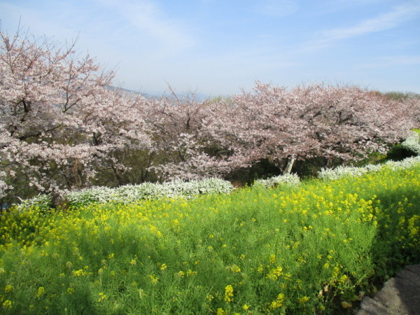 吾妻山桜3