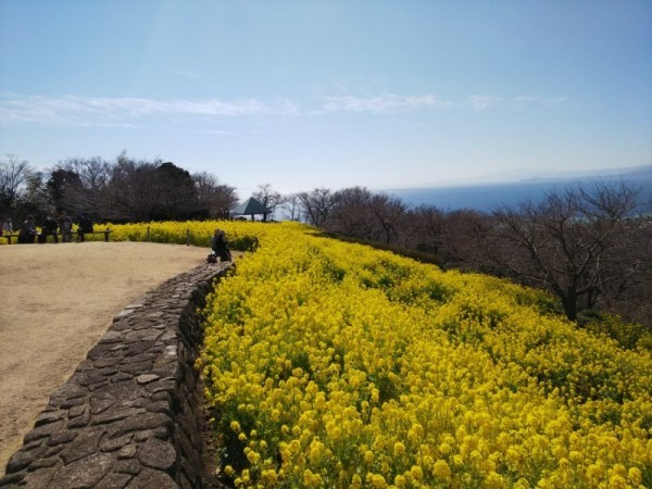 吾妻山菜の花5