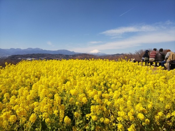 吾妻山菜の花6