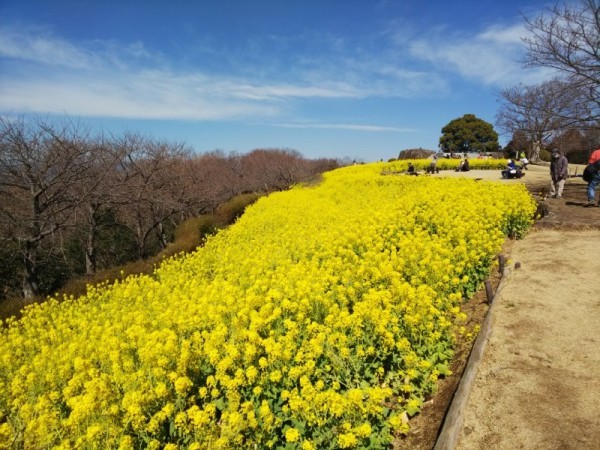 吾妻山菜の花7