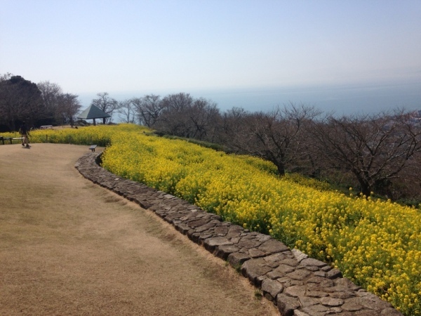 吾妻山菜の花2