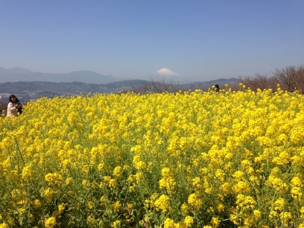 吾妻山菜の花3