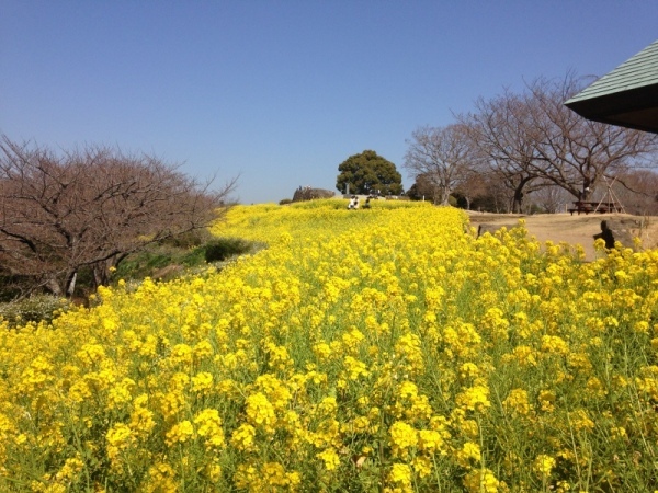 吾妻山菜の花4