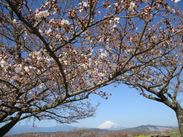 吾妻山桜4
