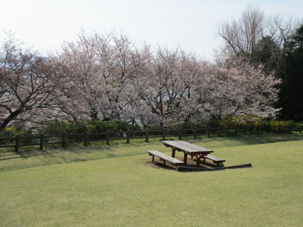 吾妻山桜5