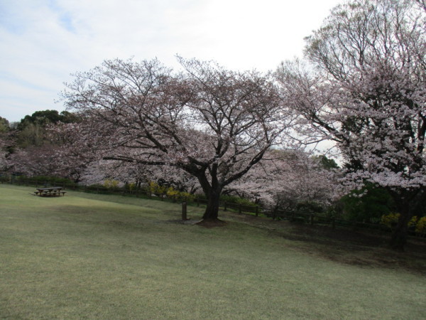 吾妻山桜6