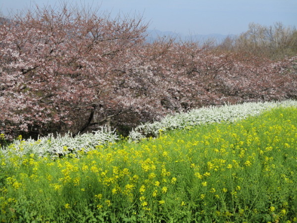 吾妻山桜7