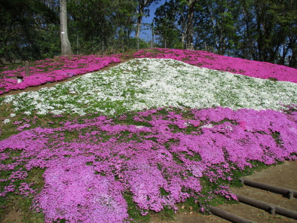 芝桜01