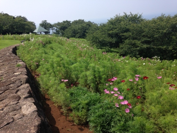 吾妻山コスモス181