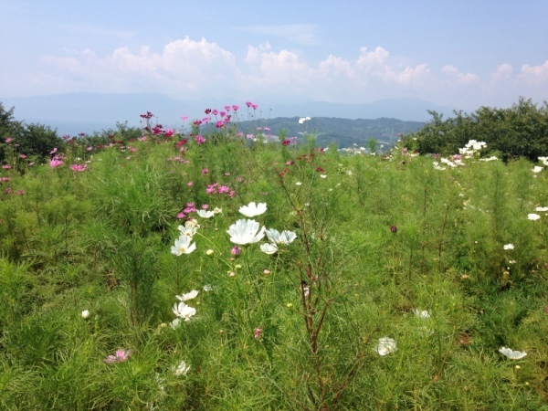 2018吾妻山コスモス03