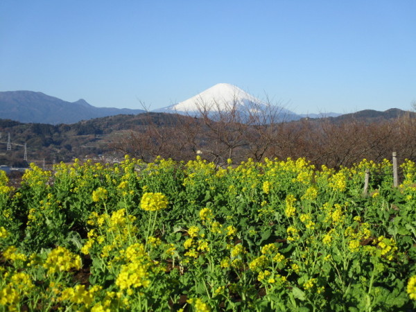 1225菜の花