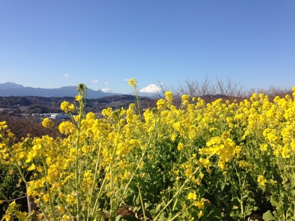 0104菜の花2