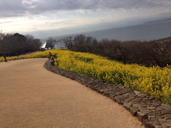 0125菜の花2