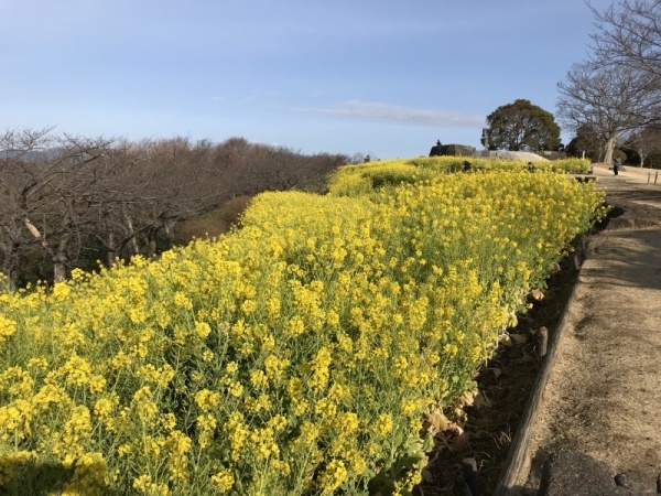 2月8日菜の花3